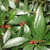 Dwarf Green Aucuba - Japanese Laurel - 1 Gallon Pot -Outdoor Garden Store Acuba Dwarf Green