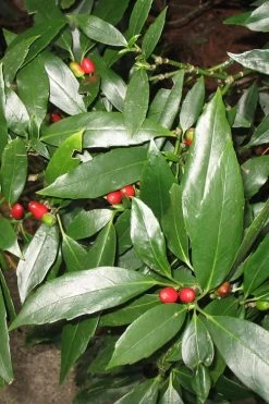 Dwarf Green Aucuba - Japanese Laurel - 1 Gallon Pot