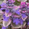 Burgundy Glow Ajuga - Bugleweed - 10 Count Flat Of 4" Pint Pots -Outdoor Garden Store Ajuga Burgundy Glow 100