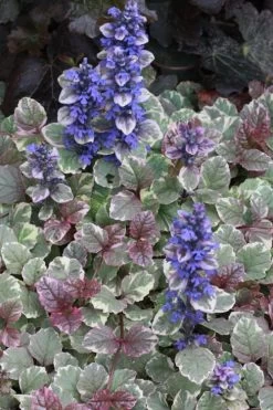 Burgundy Glow Ajuga - Bugleweed - 10 Count Flat Of 4" Pint Pots -Outdoor Garden Store Ajuga Burgundy Glow 500x750 1