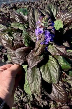 Catlins Giant Ajuga - Bugleweed - 1 Gallon Pot -Outdoor Garden Store Ajuga Catlins Giant 10
