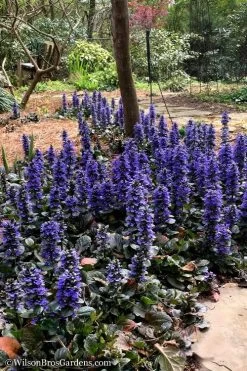 Catlins Giant Ajuga - Bugleweed - 1 Gallon Pot -Outdoor Garden Store Ajuga Catlins Giant 20