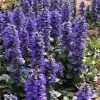 Catlins Giant Ajuga - Bugleweed - 1 Gallon Pot -Outdoor Garden Store Ajuga Catlins Giant 21