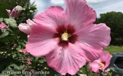 Aphrodite Rose Of Sharon (Single Trunk Tree) - 5 Gallon Pot 11 Aphrodite Rose Of Sharon (Single Trunk Tree) - 5 Gallon Pot -Outdoor Garden Store Althea Aphrodite Rose of Sharon Hibiscus 50
