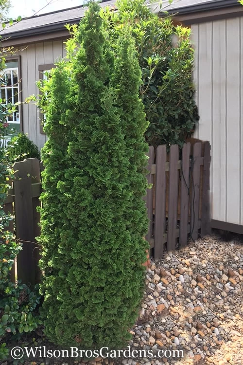 Degroots Spire Arborvitae - 3 Gallon Pot 8 Degroots Spire Arborvitae - 3 Gallon Pot - Image 6