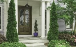 Degroots Spire Arborvitae - 3 Gallon Pot 11 Degroots Spire Arborvitae - 3 Gallon Pot -Outdoor Garden Store Arborvitae Degroots Spire 30