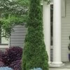 Degroots Spire Arborvitae - 3 Gallon Pot 2 Degroots Spire Arborvitae - 3 Gallon Pot -Outdoor Garden Store Arborvitae Degroots Spire 31