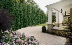 Degroots Spire Arborvitae - 3 Gallon Pot 12 Degroots Spire Arborvitae - 3 Gallon Pot -Outdoor Garden Store Arborvitae Degroots Spire 33