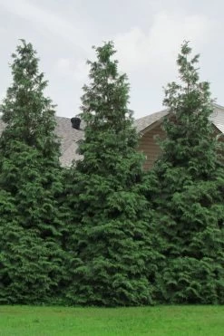 Green Giant Arborvitae (Thuja) - 5 Gallon Pot 13 Green Giant Arborvitae (Thuja) - 5 Gallon Pot -Outdoor Garden Store Arborvitae Green Giant 500x750 1