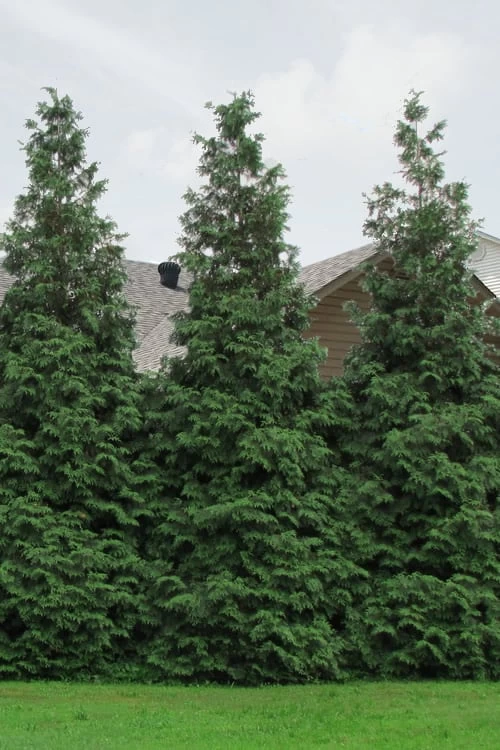 Green Giant Arborvitae (Thuja) - 5 Gallon Pot 8 Green Giant Arborvitae (Thuja) - 5 Gallon Pot - Image 6