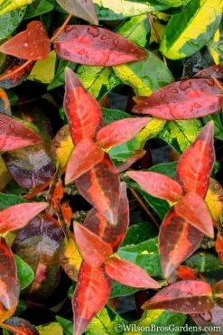 Summer Sunset Asiatic Jasmine - 6 Pack Of 1 Gallon Pots -Outdoor Garden Store Asian jasmine Summer Sunset 1