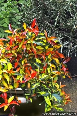 Summer Sunset Asiatic Jasmine - 6 Pack Of 1 Gallon Pots -Outdoor Garden Store Asian jasmine Summer Sunset 6