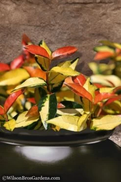 Summer Sunset Asiatic Jasmine - 6 Pack Of 1 Gallon Pots -Outdoor Garden Store Asian jasmine Summer Sunset 7