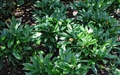Dwarf Green Aucuba - Japanese Laurel - 1 Gallon Pot -Outdoor Garden Store Aucuba Dwarf Green