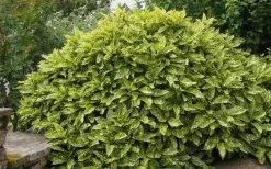 Gold Dust Aucuba - Japanese Laurel - 3 Gallon Pot -Outdoor Garden Store Aucuba Gold Dust 14 1