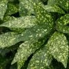 Gold Dust Aucuba - Japanese Laurel - 3 Gallon Pot -Outdoor Garden Store Aucuba Gold Dust 16 1