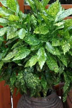 Gold Dust Aucuba (Japanese Laurel) - 1 Gallon Pot 12 Gold Dust Aucuba (Japanese Laurel) - 1 Gallon Pot -Outdoor Garden Store Aucuba Gold Dust 17