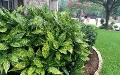 Gold Dust Aucuba - Japanese Laurel - 3 Gallon Pot -Outdoor Garden Store Aucuba Gold Dust 18 1