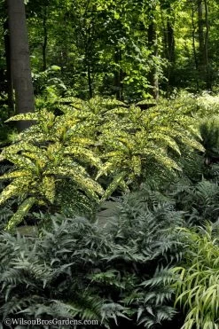 Hosoba Hoshifu Variegated Aucuba (Japanese Laurel) - 1 Gallon Pot -Outdoor Garden Store Aucuba Hosoba Hoshifu 1