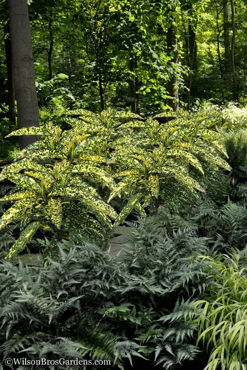 Hosoba Hoshifu Variegated Aucuba (Japanese Laurel) - 3 Gallon Pot 7 Hosoba Hoshifu Variegated Aucuba (Japanese Laurel) - 3 Gallon Pot - Image 5