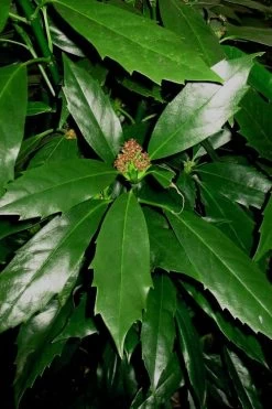 Sawtoothed Aucuba Serratifolia - 6 Pack Of 1 Gallon Pots 15 Sawtoothed Aucuba Serratifolia - 6 Pack Of 1 Gallon Pots -Outdoor Garden Store Aucuba Sawthooth