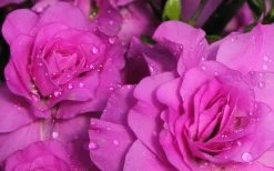 Amelia Rose Azalea - 1 Gallon Pot 11 Amelia Rose Azalea - 1 Gallon Pot -Outdoor Garden Store Azalea Amelia Rose 1