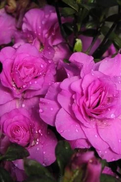 Amelia Rose Azalea - 1 Gallon Pot