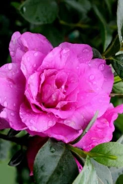 Amelia Rose Azalea - 1 Gallon Pot 10 Amelia Rose Azalea - 1 Gallon Pot -Outdoor Garden Store Azalea Amelia Rose 3