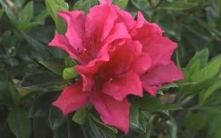 Brilliant Southern Indica Azalea - 1 Gallon Pot 10 Brilliant Southern Indica Azalea - 1 Gallon Pot -Outdoor Garden Store Azalea Brilliant 1