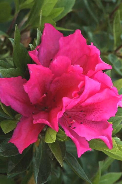 Brilliant Southern Indica Azalea - 1 Gallon Pot 3 Brilliant Southern Indica Azalea - 1 Gallon Pot