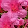 Chinzan Dwarf Azalea - 1 Gallon Pot 1 Chinzan Dwarf Azalea - 1 Gallon Pot -Outdoor Garden Store Azalea Chinzan 21 1