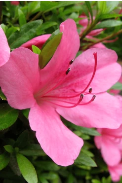 Chinzan Dwarf Azalea - 3 Gallon Pot -Outdoor Garden Store Azalea Chinzan 500x750 1