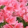 Coral Bells Azalea - 1 Gallon Pot 1 Coral Bells Azalea - 1 Gallon Pot -Outdoor Garden Store Azalea Coral Bells 1 500x750 1