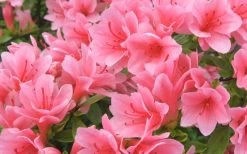 Coral Bells Azalea - 1 Gallon Pot 9 Coral Bells Azalea - 1 Gallon Pot -Outdoor Garden Store Azalea Coral Bells