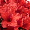 Red Tiara Deja Bloom Azalea - 1 Gallon Pot 1 Red Tiara Deja Bloom Azalea - 1 Gallon Pot -Outdoor Garden Store Azalea Deja Bloom Red Tiara 2
