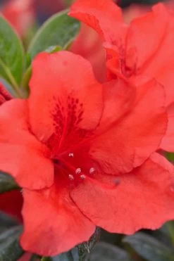 Red Tiara Deja Bloom Azalea - 1 Gallon Pot 9 Red Tiara Deja Bloom Azalea - 1 Gallon Pot -Outdoor Garden Store Azalea Deja Bloom Red Tiara 4