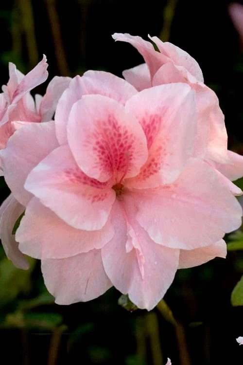 Autumn Belle Encore Azalea - 1 Gallon Pot 3 Autumn Belle Encore Azalea - 1 Gallon Pot