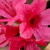 Autumn Cheer Encore Azalea - 1 Gallon Pot -Outdoor Garden Store Azalea Encore Autumn Cheer