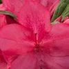 Autumn Jewel Encore Azalea - 1 Gallon Pot 1 Autumn Jewel Encore Azalea - 1 Gallon Pot -Outdoor Garden Store Azalea Encore Autumn Jewel