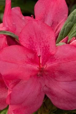 Autumn Jewel Encore Azalea - 1 Gallon Pot
