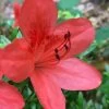 Flame Creeper Dwarf Spreading Azalea - 3 Gallon Pot 1 Flame Creeper Dwarf Spreading Azalea - 3 Gallon Pot -Outdoor Garden Store Azalea Flame Creeper 10