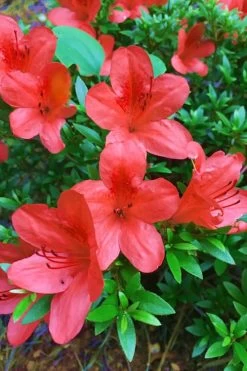 Flame Creeper Dwarf Spreading Azalea - 3 Gallon Pot 9 Flame Creeper Dwarf Spreading Azalea - 3 Gallon Pot -Outdoor Garden Store Azalea Flame Creeper 11