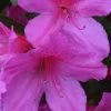 Formosa Southern Indica Azalea - 3 Gallon Pot 2 Formosa Southern Indica Azalea - 3 Gallon Pot -Outdoor Garden Store Azalea Formosa 500x750 2