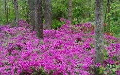 Herbert Azalea - 1 Gallon Pot -Outdoor Garden Store Azalea Herbert 5 2