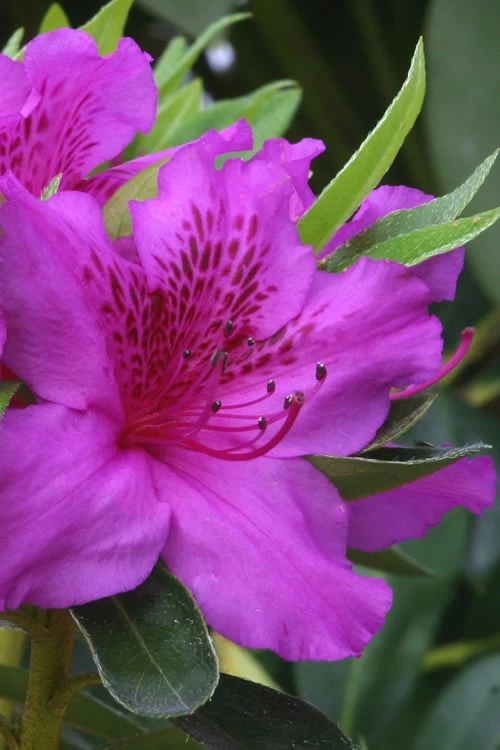 Herbert Azalea - 3 Gallon Pot 3 Herbert Azalea - 3 Gallon Pot