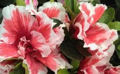 Mardi Gras Southern Indica Azalea - 6 Pack Of 1 Gallon Pots -Outdoor Garden Store Azalea Mardi Gras 2