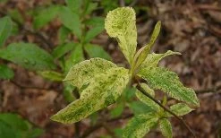 Dons Variegated Native Azalea - Rhododendron - 3 Gallon Pot 10 Dons Variegated Native Azalea - Rhododendron - 3 Gallon Pot -Outdoor Garden Store Azalea Native Dons Variegated 3