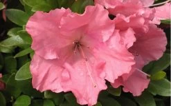 Gumpo Pink Dwarf Azalea - 1 Gallon Pot -Outdoor Garden Store Azalea Pink Gumpo