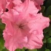 Gumpo Pink Dwarf Azalea - 1 Gallon Pot 1 Gumpo Pink Dwarf Azalea - 1 Gallon Pot -Outdoor Garden Store Azalea Pink Gumpo 500x750 1