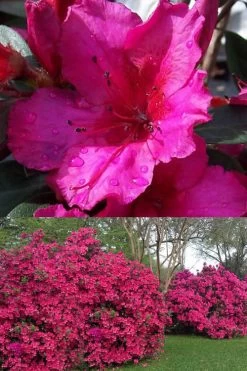 Red Formosa Azalea - 3 Gallon Pot -Outdoor Garden Store Azalea Red Formosa 1 500x750 1